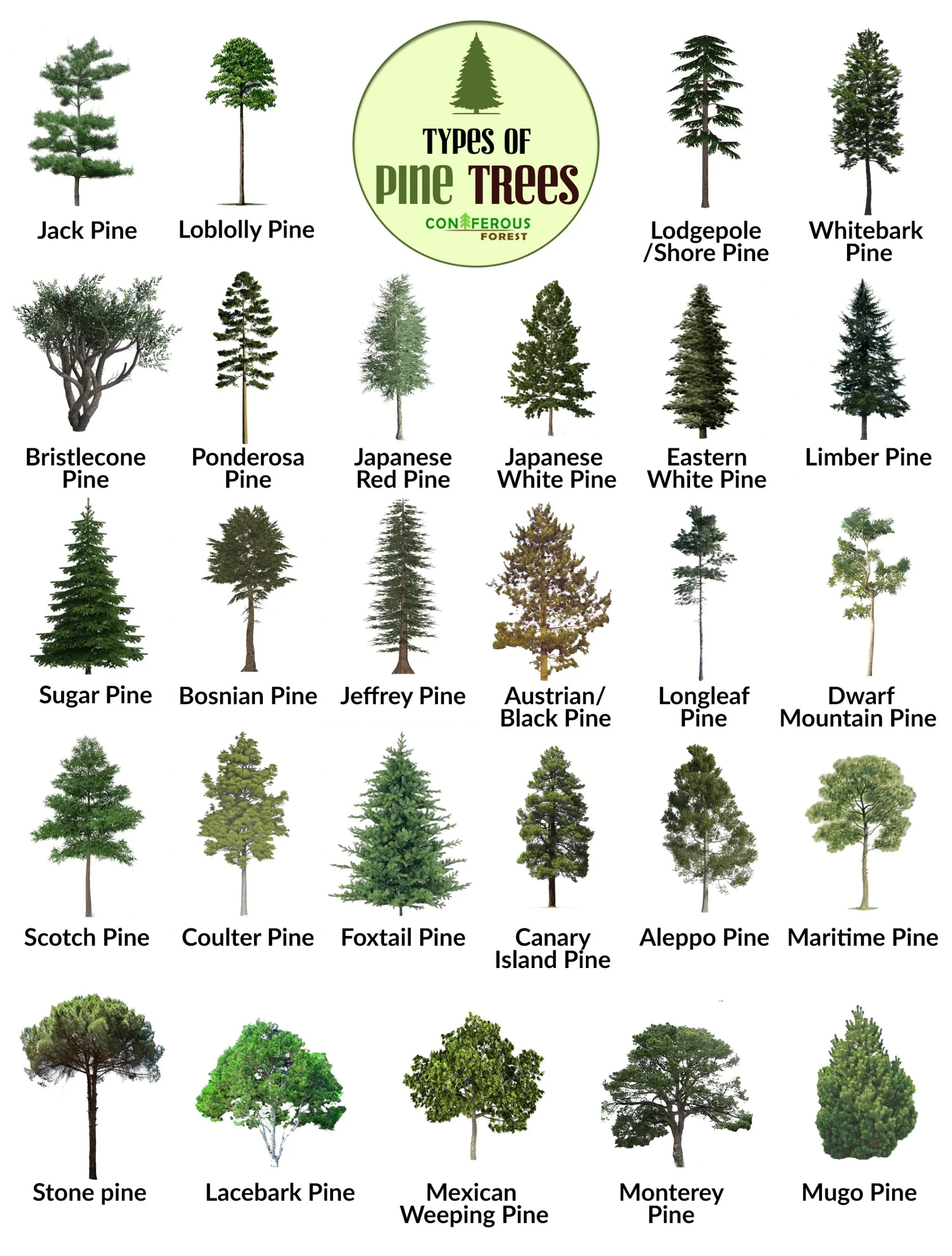 different types of christmas trees printable page 5