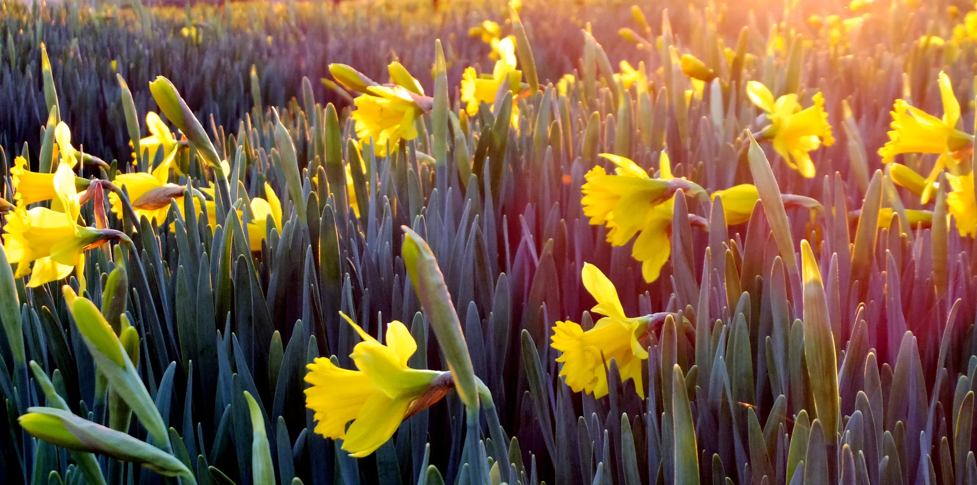 celebrating spring traditions guide