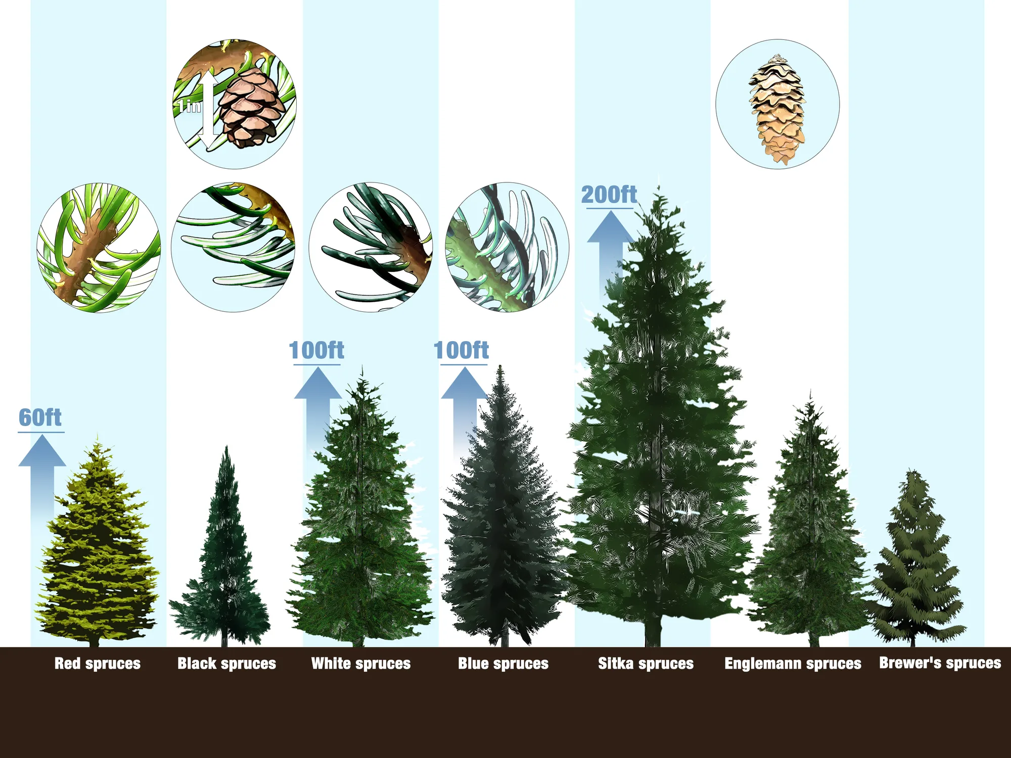 types of trees christmas - Types of pine trees mumuaurora